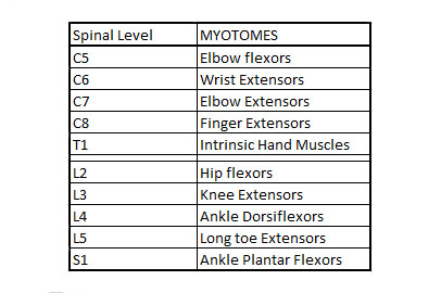 Dermatome Myotomes And Dtr Poster X Kulturaupice